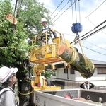 倒木の危険性があり、重機を使って伐採される桜＝１日午後、神戸市灘区箕岡通４