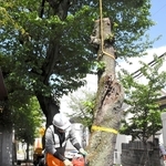 倒木の危険性が高いことから伐採される桜＝１日午後、神戸市灘区箕岡通４