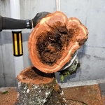 伐採した桜の幹の断面。直径約３０センチの空洞が見つかった＝神戸市灘区高尾通４