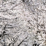 ４月３日、満開となった通称「桜のトンネル」のソメイヨシノ＝神戸市灘区