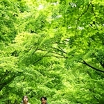 モミジなどの新緑を眺めながら歩く人たち＝４日午後、神戸市北区山田町上谷上、市立森林植物園