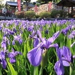 紫色の花を開いたカキツバタ＝７日午後、神戸市垂水区多聞台２、多聞寺（撮影・吉田敦史）