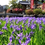 紫色の花を開いたカキツバタ＝７日午後、神戸市垂水区多聞台２、多聞寺（撮影・吉田敦史）