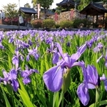 紫色の花を開いたカキツバタ＝７日午後、神戸市垂水区多聞台２、多聞寺（撮影・吉田敦史）