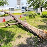 須磨海浜公園で倒れた樹木＝２日午後、神戸市須磨区若宮町１