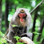 人里近くに現れたニホンザル。近づいても逃げようとしない＝２０２５年６月、兵庫県香美町小代区