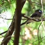 長い尾をピンと伸ばし、針葉樹の枝につかまるサンコウチョウ＝丹波篠山市内