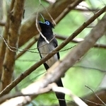 長い尾を垂らし、針葉樹の枝にとまるサンコウチョウ＝丹波篠山市内