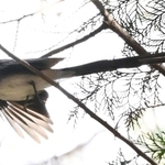 針葉樹の枝から枝へと飛び回るサンコウチョウ＝丹波篠山市内