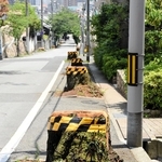 伐採された桜の切り株。頭上を覆っていた枝がなくなり神戸港が見渡せるようになった。今後新しい桜が植えられる予定＝神戸市灘区高尾通４