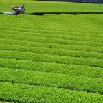 五月晴れの下、みずみずしい黄緑色に輝く丹波茶の茶畑＝丹波篠山市味間奥