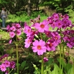 かれんな花を咲かせたクリンソウ＝１９日午後、神戸市灘区六甲山町、六甲高山植物園（撮影・吉田敦史）
