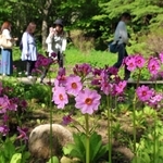 かれんな花を咲かせたクリンソウ＝１９日午後、神戸市灘区六甲山町、六甲高山植物園（撮影・吉田敦史）