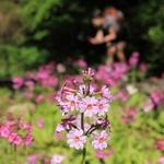 かれんな花を咲かせたクリンソウ＝１９日午後、神戸市灘区六甲山町、六甲高山植物園（撮影・吉田敦史）