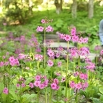 かれんな花を咲かせたクリンソウ＝１９日午後、神戸市灘区六甲山町、六甲高山植物園（撮影・吉田敦史）