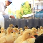 ふわふわの毛に包まれたアイガモのひな＝兵庫県猪名川町下阿古谷（撮影・小林良多）