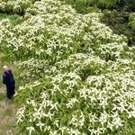 白く色づいたヤマボウシ＝神戸市灘区摩耶山町、摩耶山天上寺　
