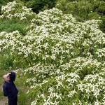 白く色づいたヤマボウシ＝神戸市灘区摩耶山町、摩耶山天上寺　
