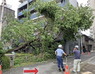 台風６号による強風で倒れた公園の樹木＝３日午前９時３８分、神戸市中央区相生町５