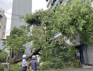 台風６号による強風で倒れた公園の樹木＝３日午前９時３８分、神戸市中央区相生町５（撮影・風斗雅博）