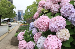 街路に咲くアジサイ＝４日午前、神戸市中央区加納町６（撮影・鈴木雅之）