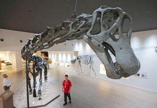 福井県立恐竜博物館で展示される「丹波竜」ことタンバティタニスの全身復元骨格＝たんば恐竜博物館（２０２５年７月撮影）