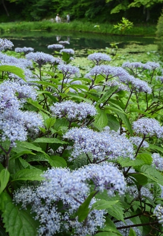 涼しげな花を咲かせたコアジサイ＝神戸市灘区六甲山町北六甲、六甲高山植物園