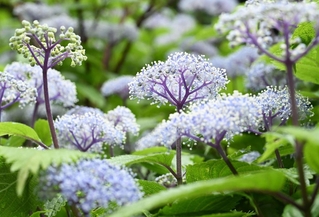 涼しげな花を咲かせたコアジサイ＝神戸市灘区六甲山町北六甲、六甲高山植物園
