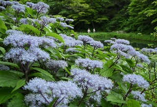 涼しげな花を咲かせたコアジサイ＝神戸市灘区六甲山町北六甲、六甲高山植物園