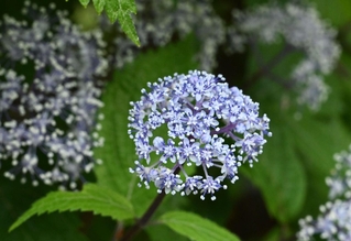 涼しげな花を咲かせたコアジサイ＝神戸市灘区六甲山町北六甲、六甲高山植物園