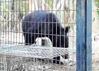 センサーカメラに映ったクマ＝１１日午後、神戸市北区道場町（同市提供）