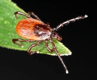 ヤマトマダニ（国立感染症研究所昆虫医科学部提供）