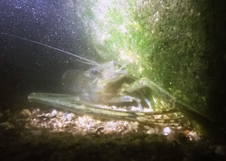 繁殖期を迎え、夜の浅場に現れたテナガエビの雄。すぐそばには雌の姿も＝神戸市灘区の都賀川