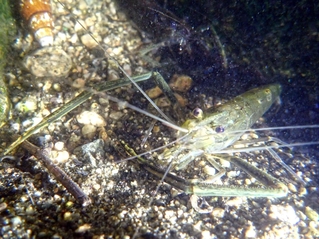 繁殖期を迎え、夜の浅場に現れたテナガエビの雄。すぐそばには雌の姿も＝神戸市灘区の都賀川