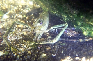 繁殖期を迎え、夜の浅場に現れたテナガエビ。雄（左）と雌が寄り添うように岩陰に潜んでいた＝神戸市灘区の都賀川