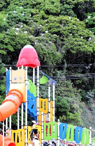 子どもらが利用する「みんなのさくら広場」近くでも多くのシラサギが営巣する＝姫路市延末