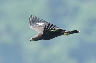 力強く大空を舞う日本イヌワシの幼鳥＝兵庫県但馬地域（川本佳典さん提供）