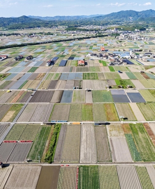 パッチワークのような光景が広がるタマネギ畑＝南あわじ市榎列小榎列（ドローンで撮影）