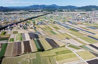 パッチワークのような光景が広がるタマネギ畑＝南あわじ市榎列小榎列（ドローンで撮影）