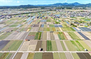 パッチワークのような光景が広がるタマネギ畑＝南あわじ市榎列小榎列（ドローンで撮影）