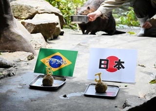 日本の「Ｊ」かブラジルの「Ｂ」か。アメリカビーバーの「マメ」はどちらを選ぶのか＝２８日午後、姫路セントラルパーク