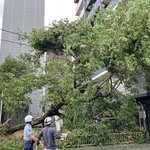 台風６号による強風で倒れた公園の樹木＝３日午前９時３８分、神戸市中央区相生町５