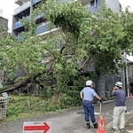 台風６号による強風で倒れた公園の樹木＝３日午前９時３８分、神戸市中央区相生町５