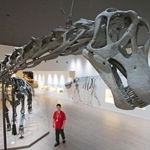 福井県立恐竜博物館で展示される「丹波竜」ことタンバティタニスの全身復元骨格＝たんば恐竜博物館（２０２５年７月撮影）