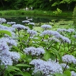 涼しげな花を咲かせたコアジサイ＝神戸市灘区六甲山町北六甲、六甲高山植物園