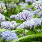 涼しげな花を咲かせたコアジサイ＝神戸市灘区六甲山町北六甲、六甲高山植物園