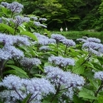 涼しげな花を咲かせたコアジサイ＝神戸市灘区六甲山町北六甲、六甲高山植物園