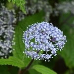 涼しげな花を咲かせたコアジサイ＝神戸市灘区六甲山町北六甲、六甲高山植物園