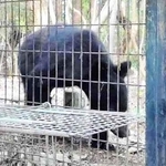 センサーカメラに映ったクマ＝１１日午後、神戸市北区道場町（同市提供）
