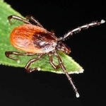 ヤマトマダニ（国立感染症研究所昆虫医科学部提供）